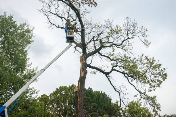 Why Choose Our Tree Removal Services in Keene, TX?