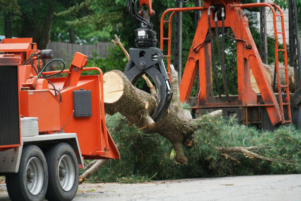 Trusted Keene, TX  Tree Services Experts